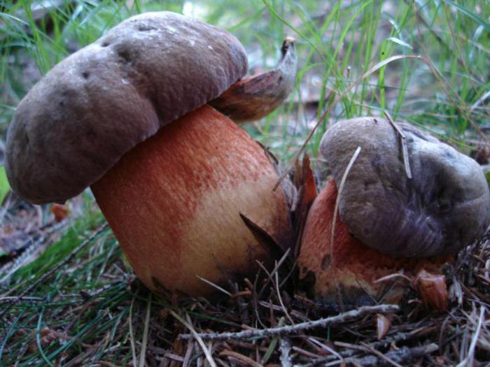 јестиве печурке