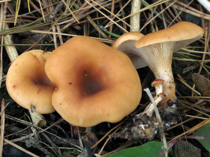 Specie di funghi govorushka