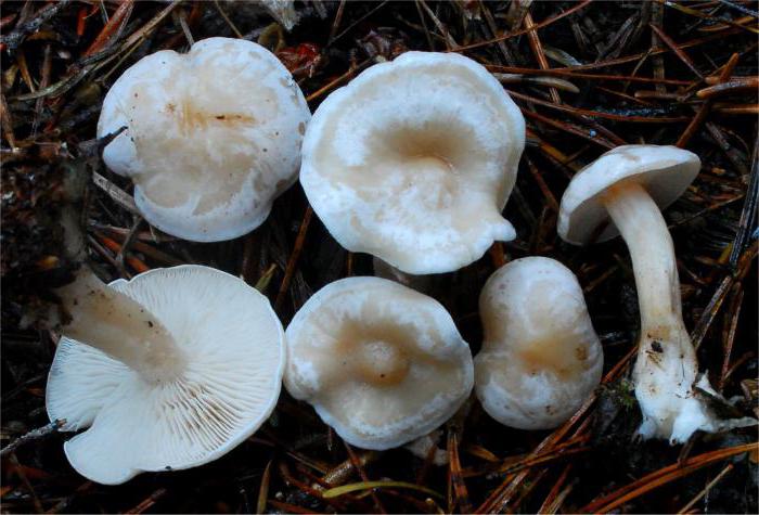 Bijela gljiva