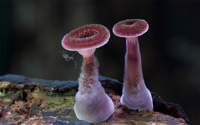 Caratteristiche generali dei funghi