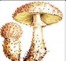 печурке из црвене књиге Русије