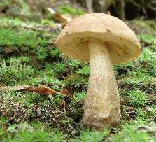Red Book of Russia Mushrooms Descrizione
