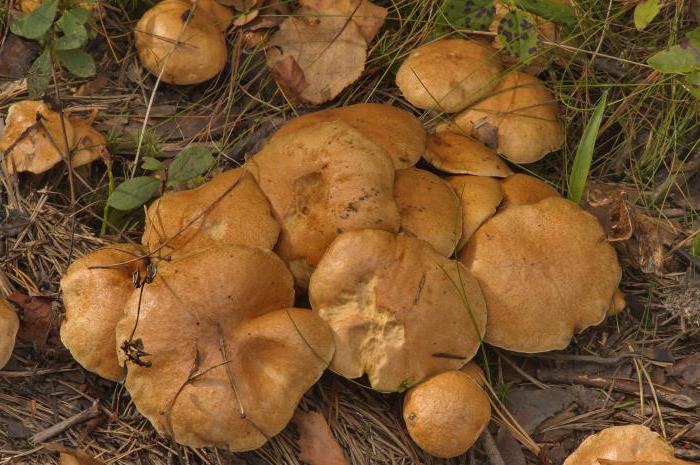 Falešné houby pro děti