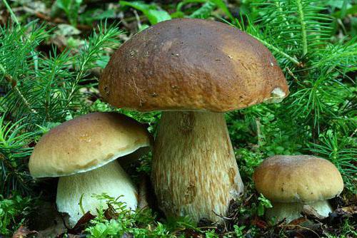 bijele gljive u primorskom području