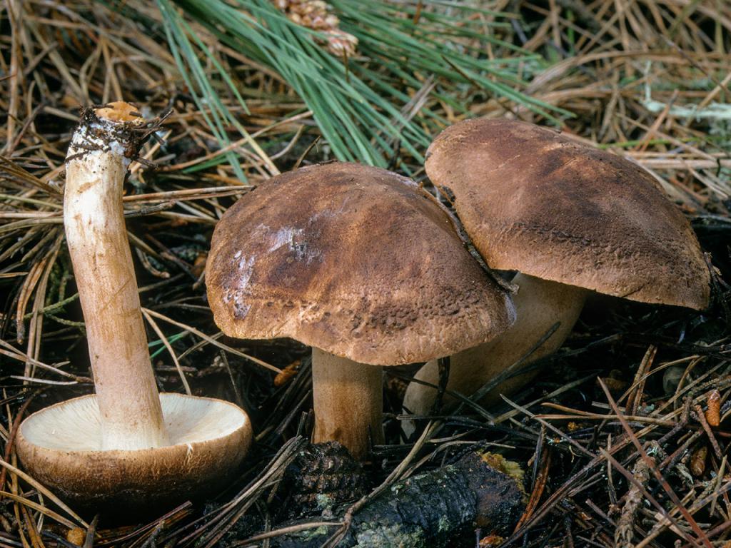 Descrizione della fila di funghi