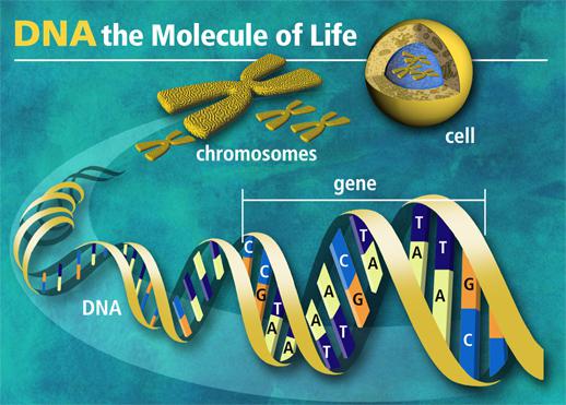 хромозомске мутације