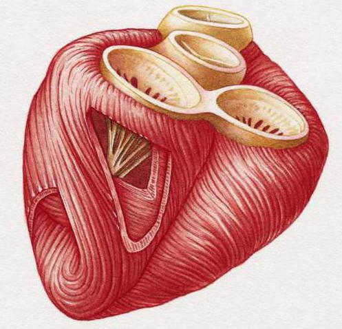 Miocardio ventricolare