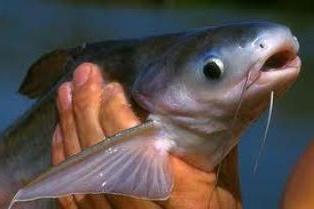 риба пангасиус