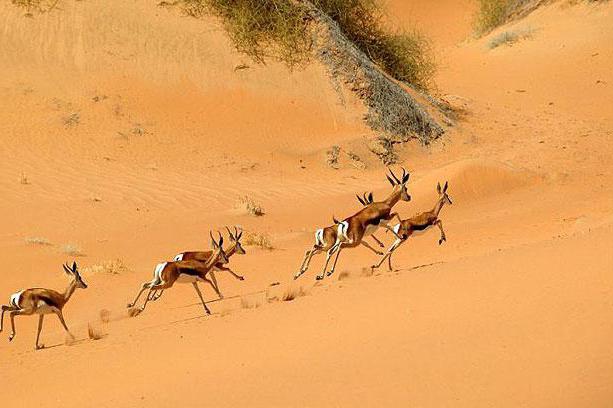 Namibska puščavska fotografija