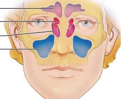Cavità nasale