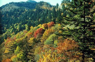 човешки и природни общности стойността на горите