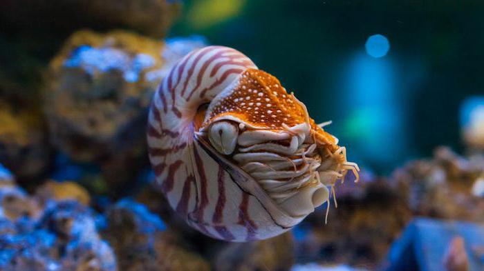 nautilus pompilius clam