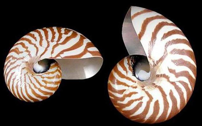 nautilus morska školjka