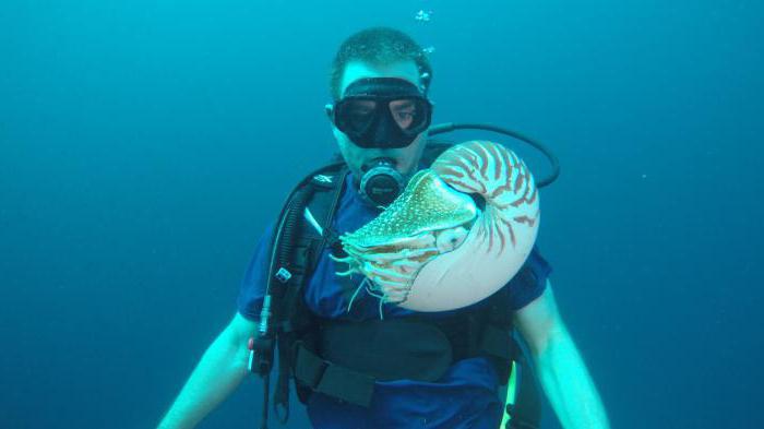 nautilus clam fotografie