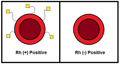съвместимост на кръвта с Rh фактор