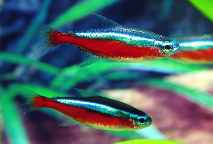 akvarijske ribe neon