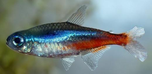 neonska riba