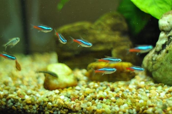 Neon kompatibilita s ostatními rybami
