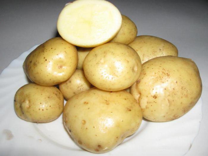 Nevsky krumpir opis opisa fotografija