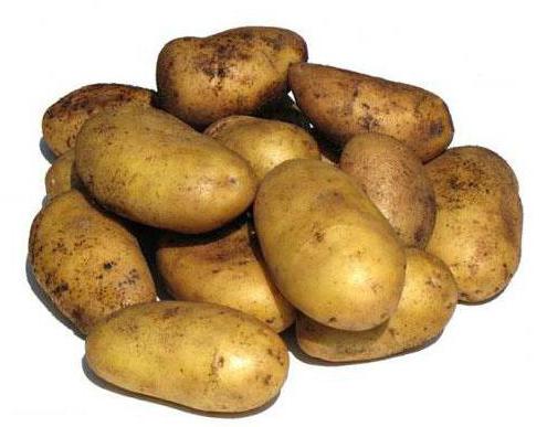 Popis bramborových odrůd Nevsky