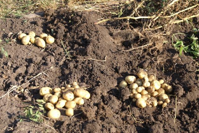 O odrůdě brambor Nevsky popis odrůd