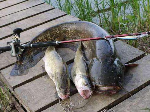 Ribe za grickanje v regiji Elani, Volgograd