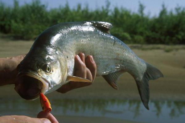 Риба за грицкање у Ленинску у Волгоградској области