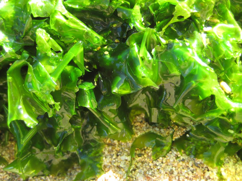 alga nori