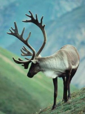 jelena severne živali