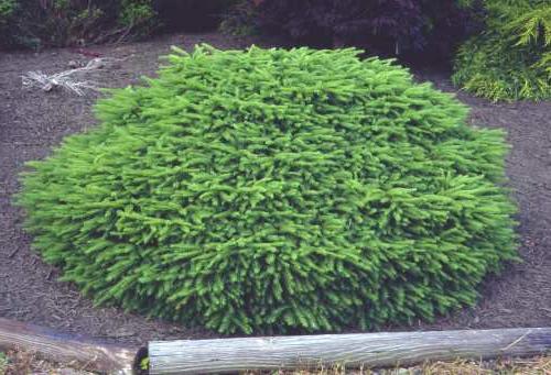 spruce nidiforis