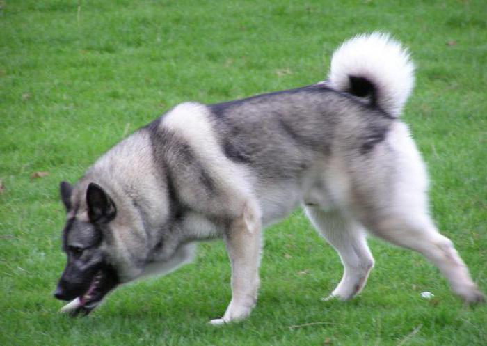 Razza di cane norvegese Elkhound