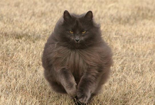 Норвежка горска котка черна