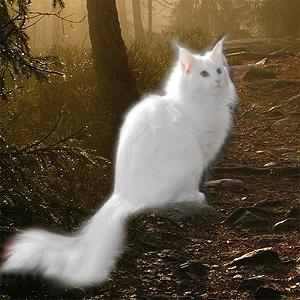 Норвежка горска котка
