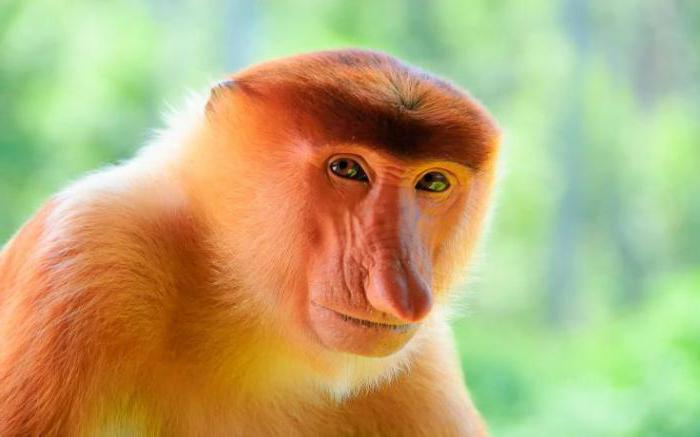majmunski nos