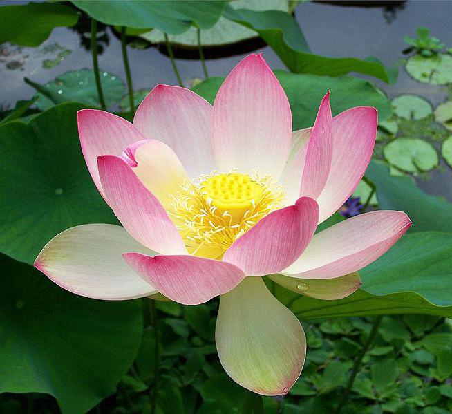 orehov lotus