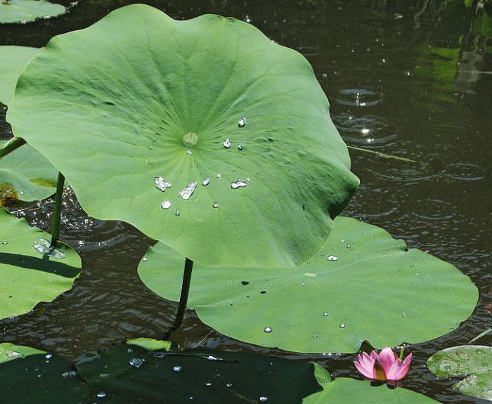 fotografia z orzecha lotosu