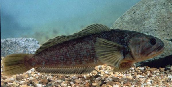 Pesce Notoenia
