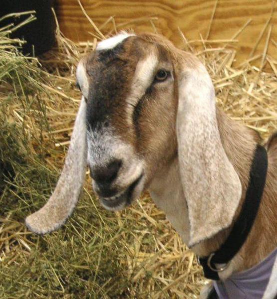 нубијска пасмина коза