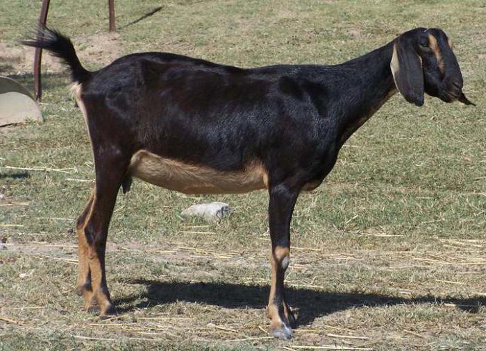 Нубијска пасмина коза