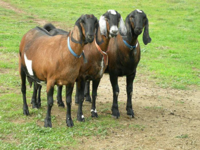 Англо-нубийска порода кози