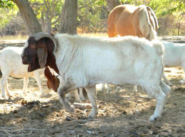 характерно за нубийската порода кози