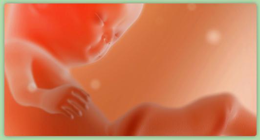 ultrazvuk 11 týdnů těhotenství
