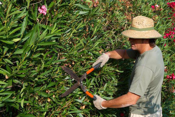 cura e coltivazione del giardino di oleandri
