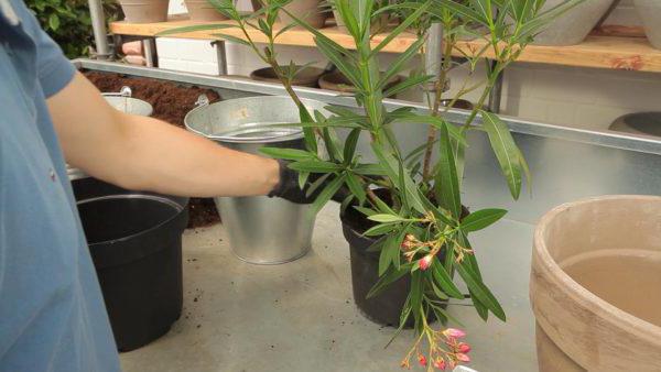 oleander kućnu njegu i kultiviranje recenzije