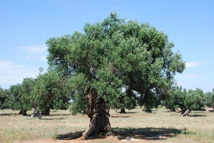 beneficio e danno dell'olio d'oliva