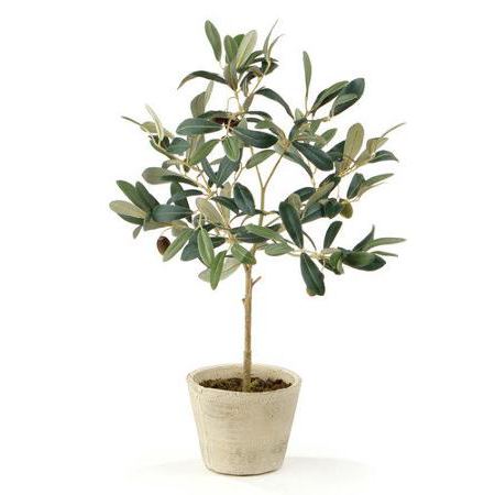 olivový strom