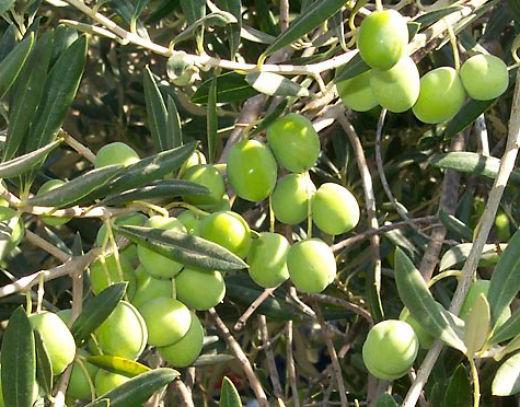 домашно маслинено дърво