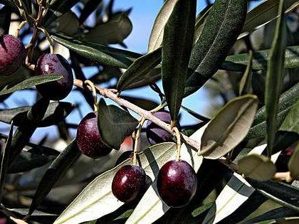 péče o olivovníky