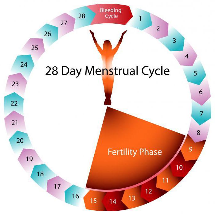 ovulační testovací instrukce
