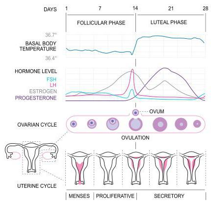 jajčna celica živi po ovulaciji